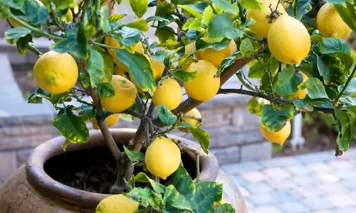 Como Plantar Limão na Caneca: Perfeito para Apartamento! Confira